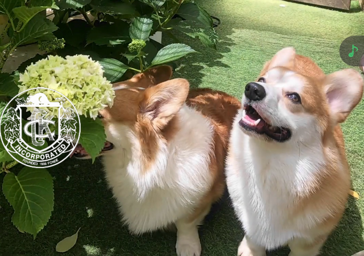 Corgi in the garden