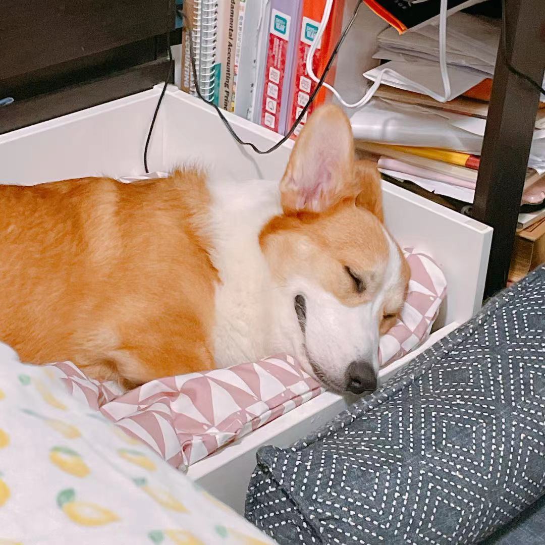 Corgi portrait