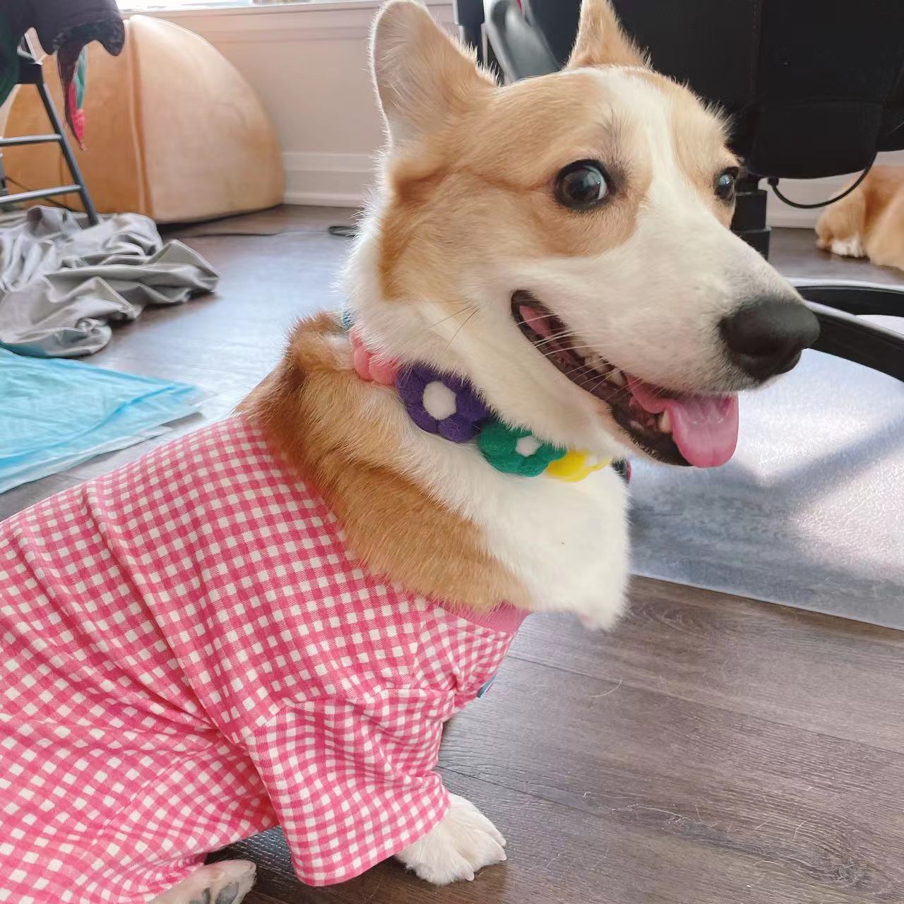 Corgi puppies together