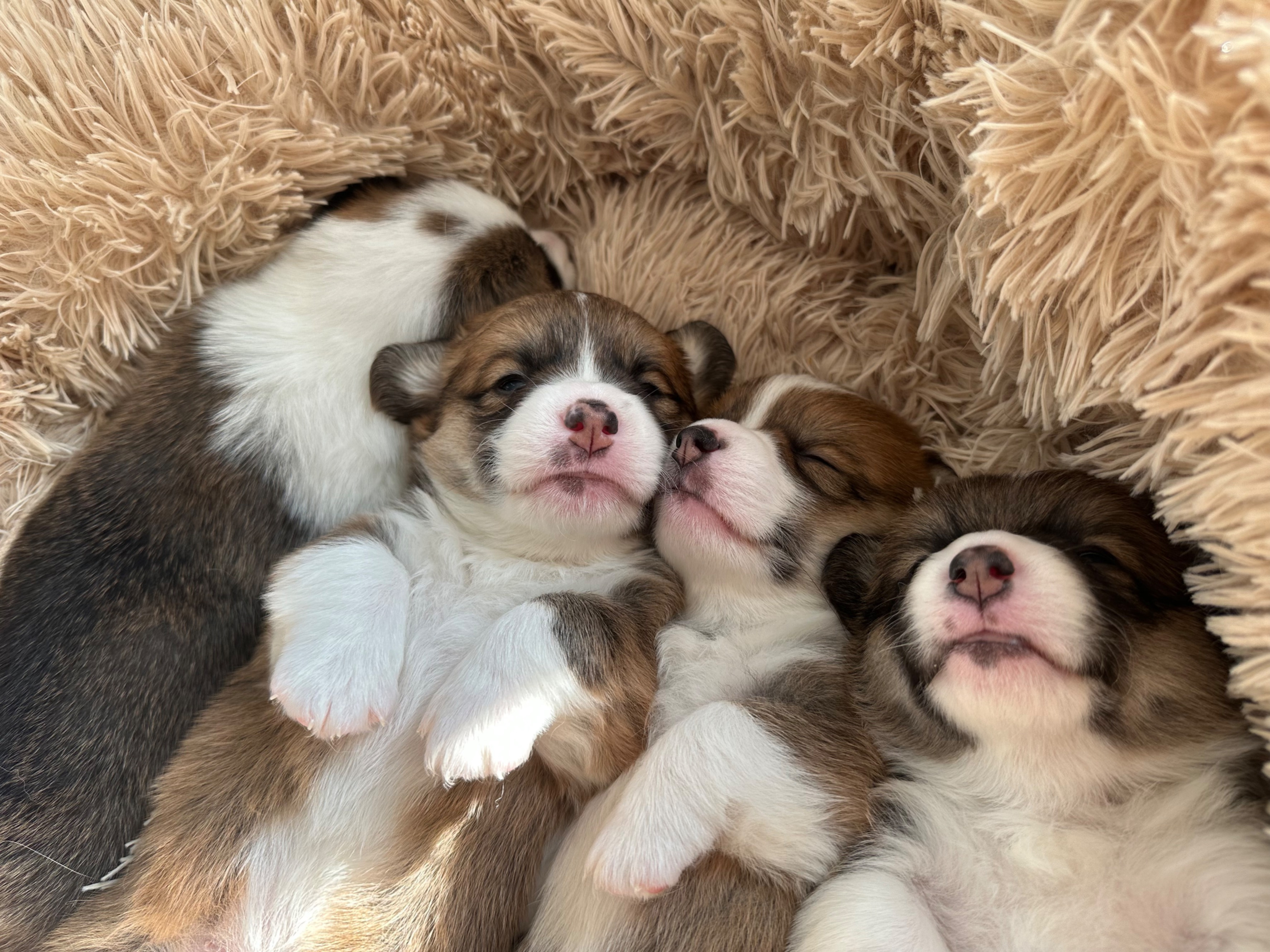 Corgi puppies