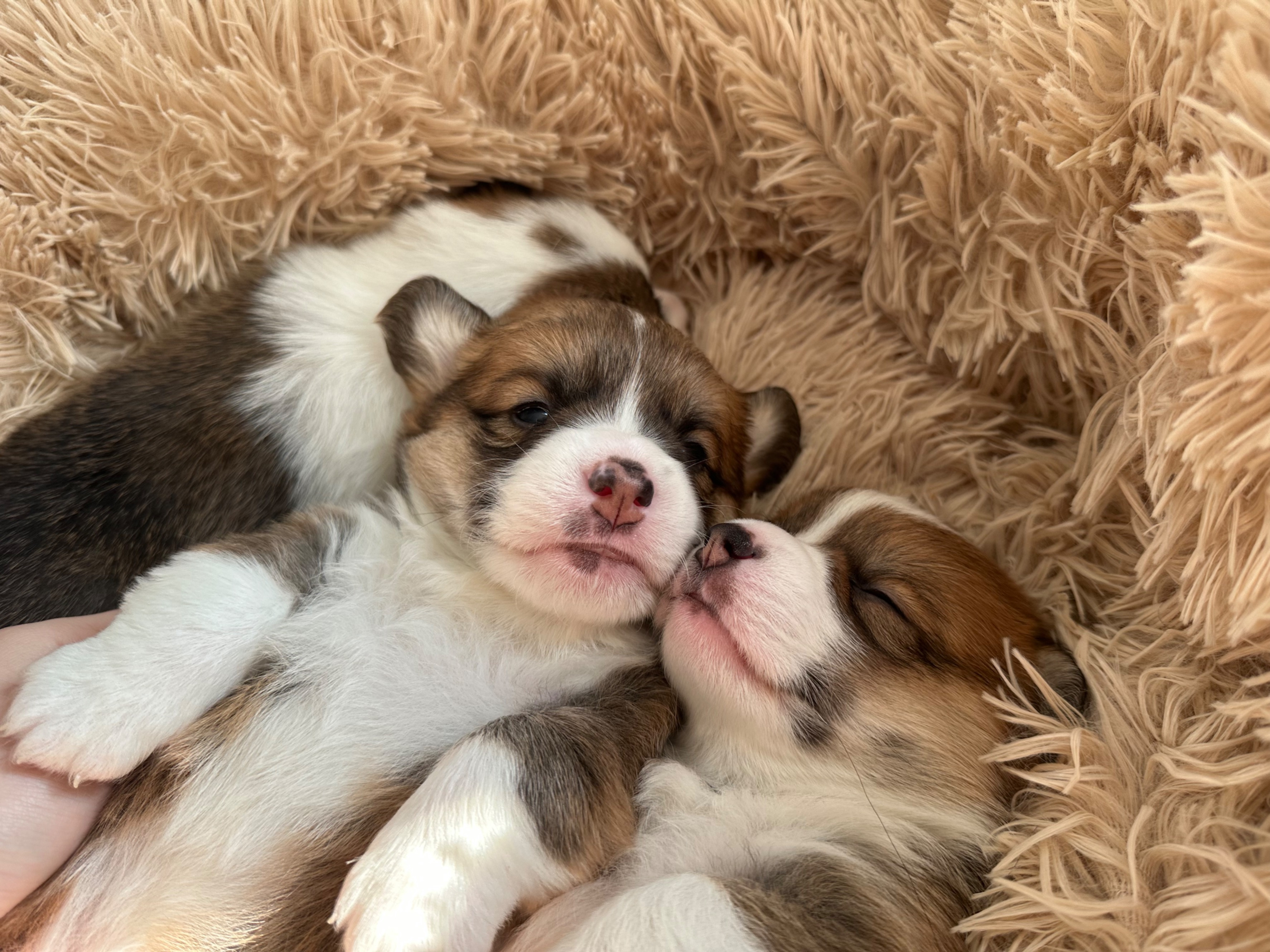 Corgi close-up