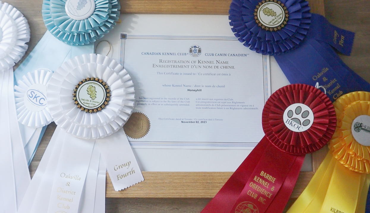 CKC Registration Certificate and Show Ribbons